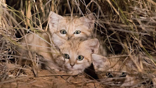 Ada Kucing Langka Di Gurun, Kelihatannya Bikin Gemas
