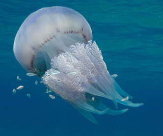 Come fanno le meduse a riprodursi