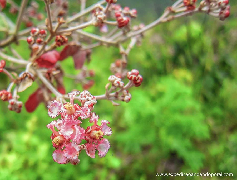 Flores pelo caminho