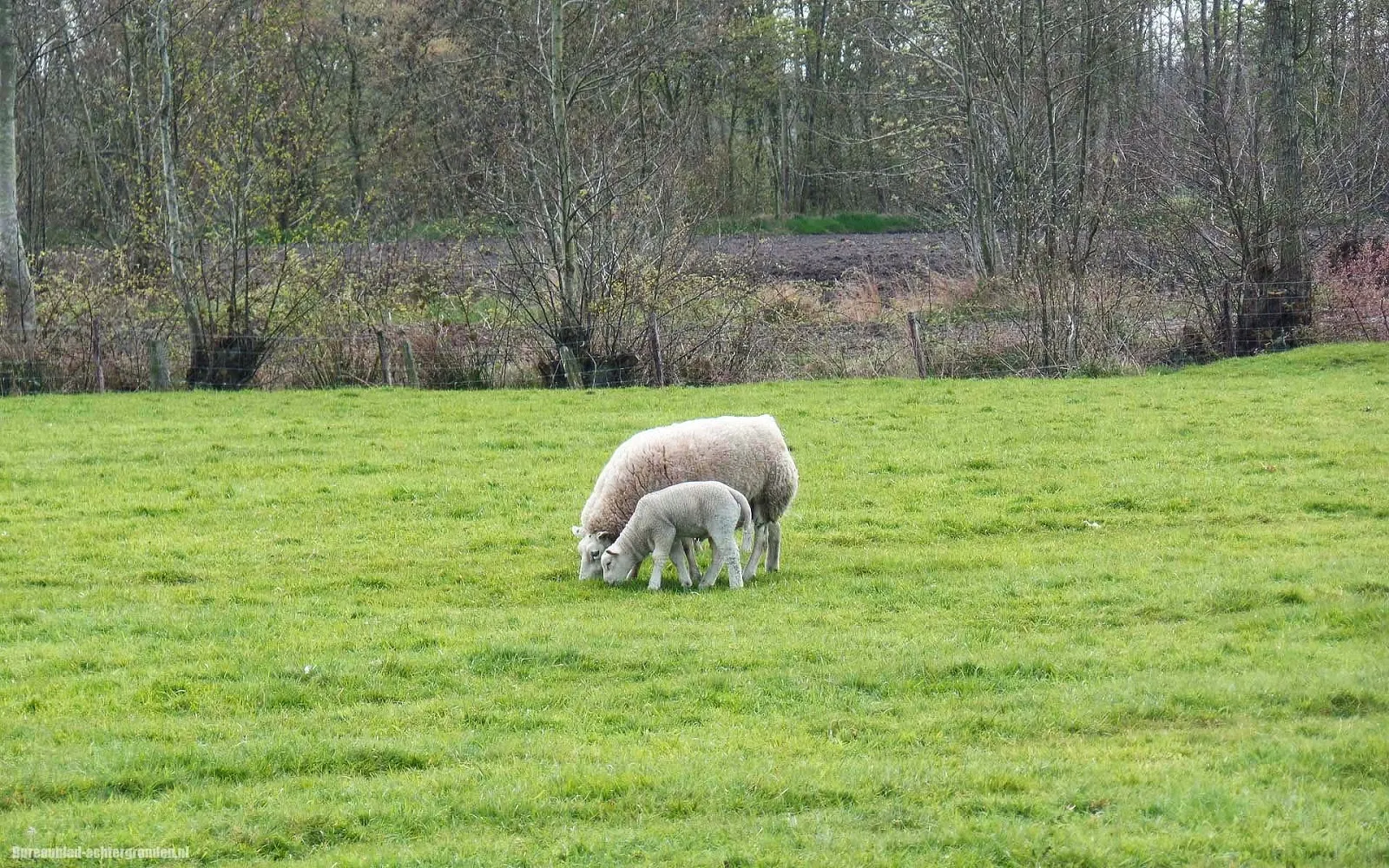 Foto met schapen in de lente