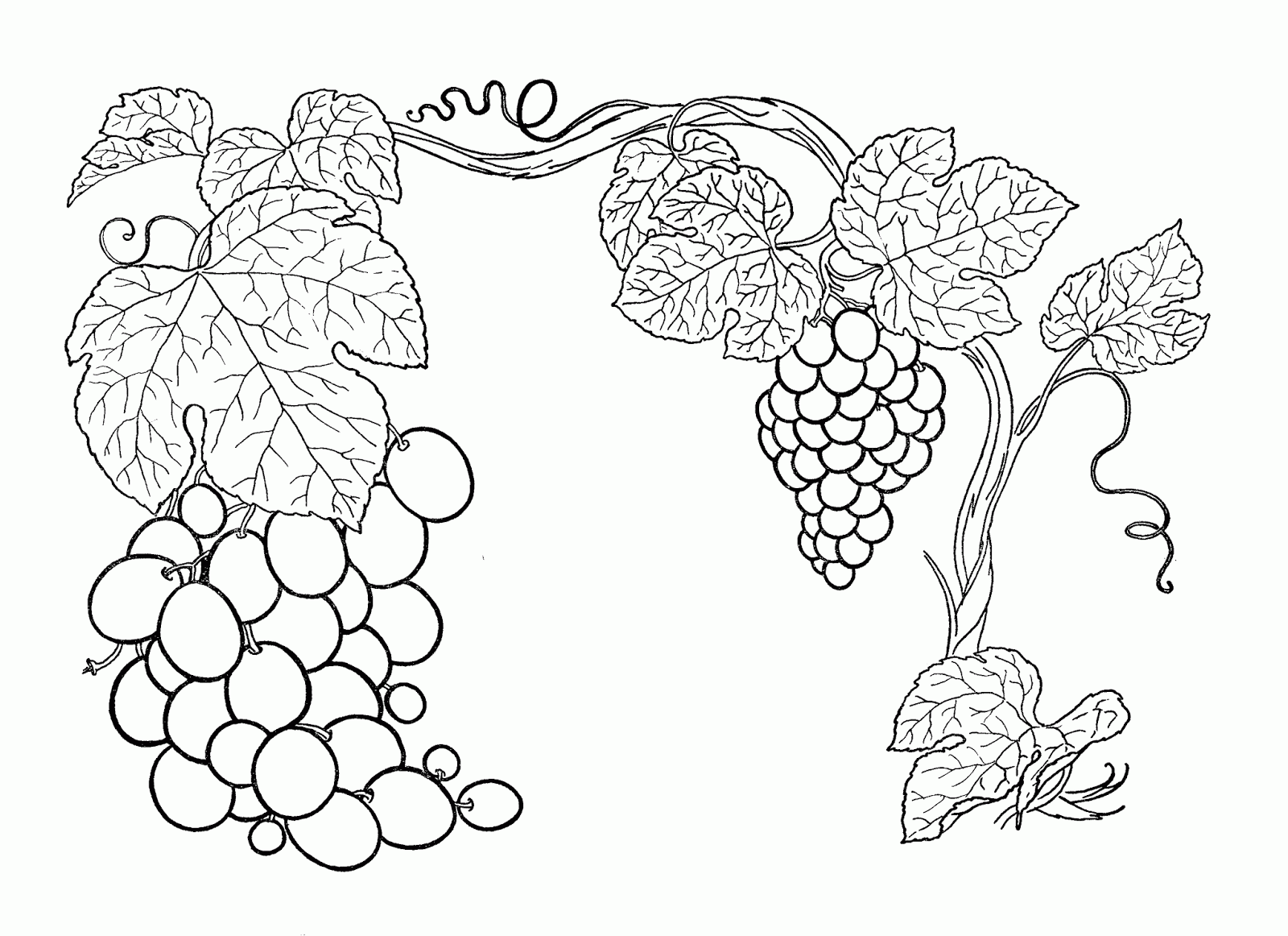 Grapes Coloring Pages - Grapes Coloring Pages Printable