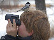 BirdWatching - Observação de Aves