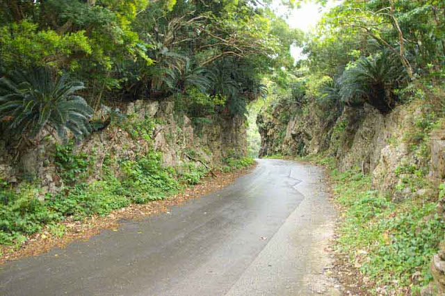 road,vegetation, mountains
