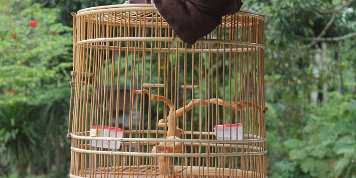 Bentuk Sangkar Dan Tangkringan Yang Baik Buat Pleci