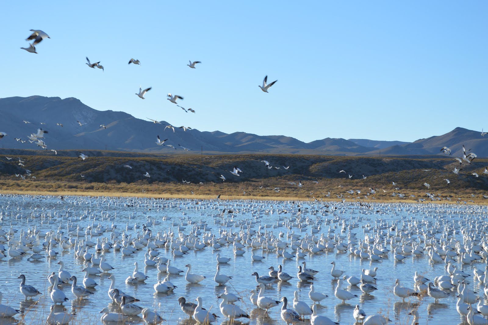 Interested Party Audubon US Bird Count At Risk To Invaders From Canada Pesticides