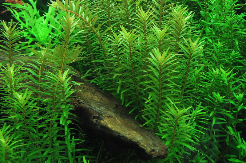 cây thủy sinh vẩy ốc xanh trồng hậu cảnh