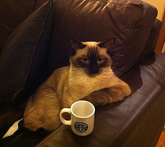 Here Comes... Something  Cat-with-coffee