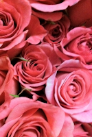 Twinkle Bride Roses - Stein Your Florist Co.