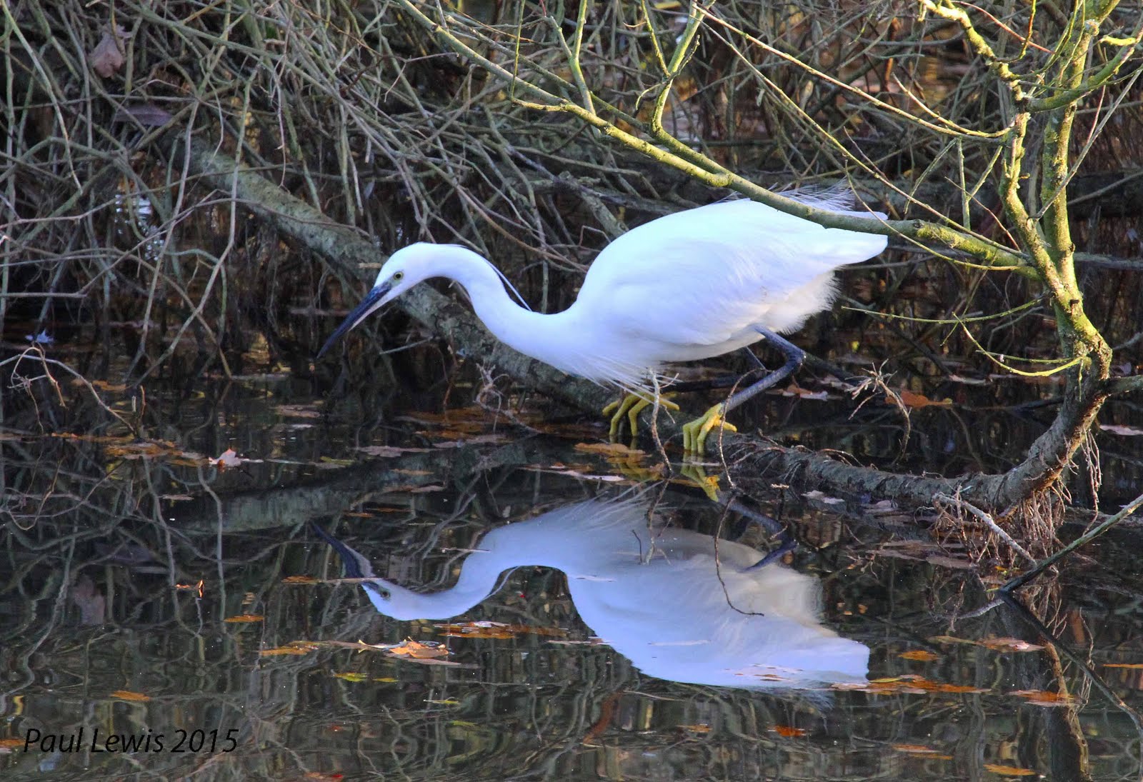 egret