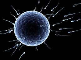 comment augmenter le nombre de spermatozoide