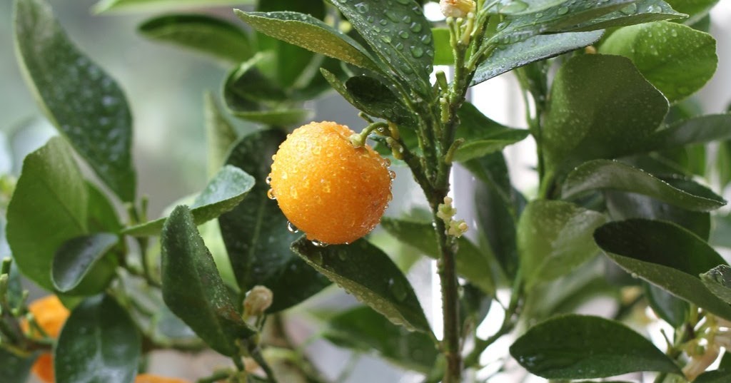 Происхождение мандарина. Листья апельсинового дерева. Цитрусовые из косточки. Гибрид лимона и апельсина. Апельсиновое дерево фото.