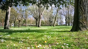 flores  y árboles en primavera