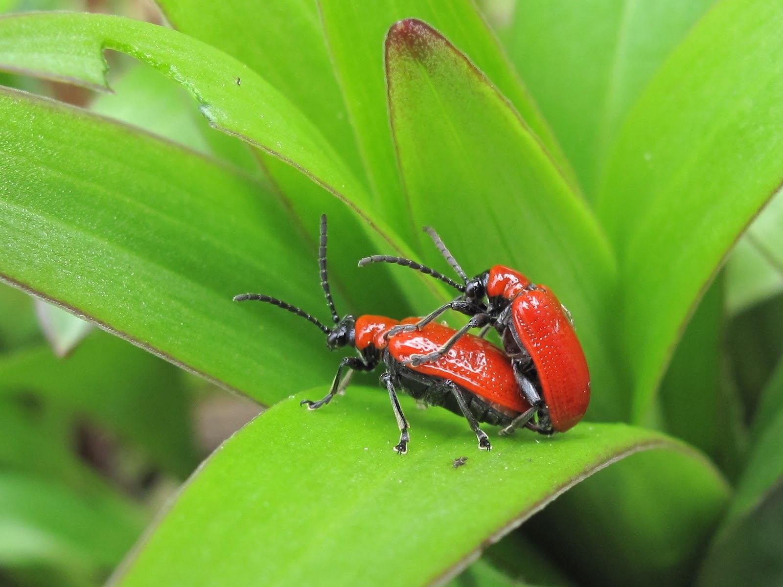 красный жук 2 предварительные решения