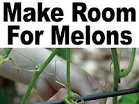 Make Room For Melons #Gardening