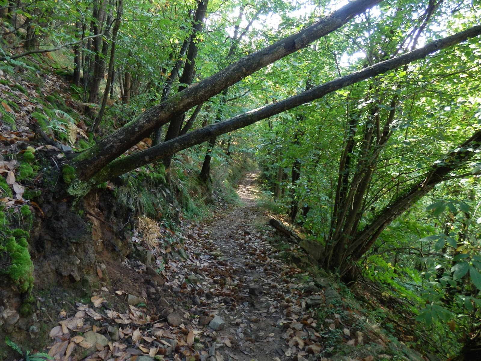Xurde Morán SUBURRIBA Y EL GRAN BOSQUE ENCANTADO (SALAS, ASTURIAS)