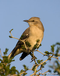 birds florida mockingbird northern ears bird slang british
