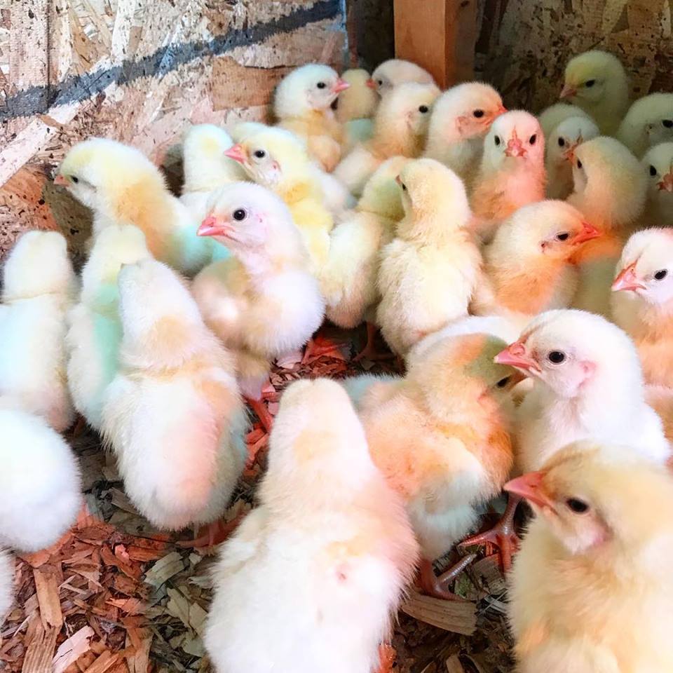 Pasture2 Table Farm Best Place To Buy Organic Chicken in Lincoln NE