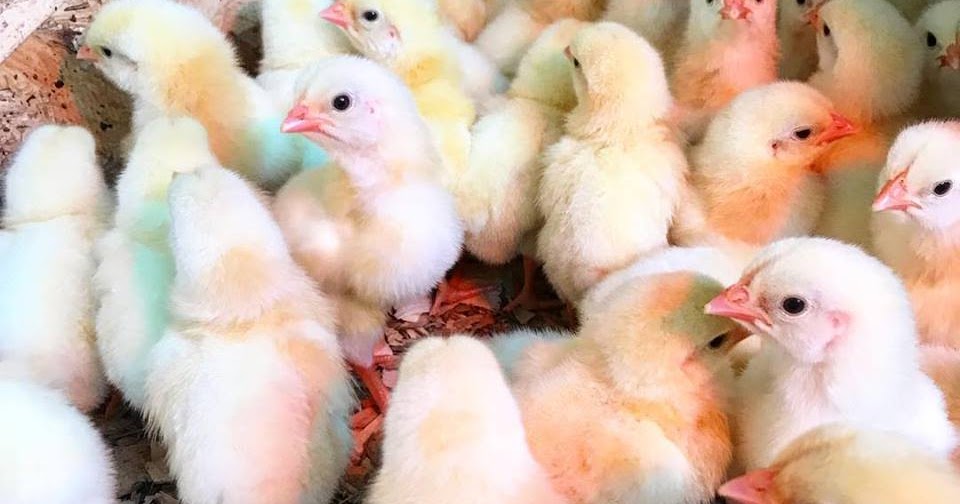 Pasture2 Table Farm Best Place To Buy Organic Chicken in Lincoln NE