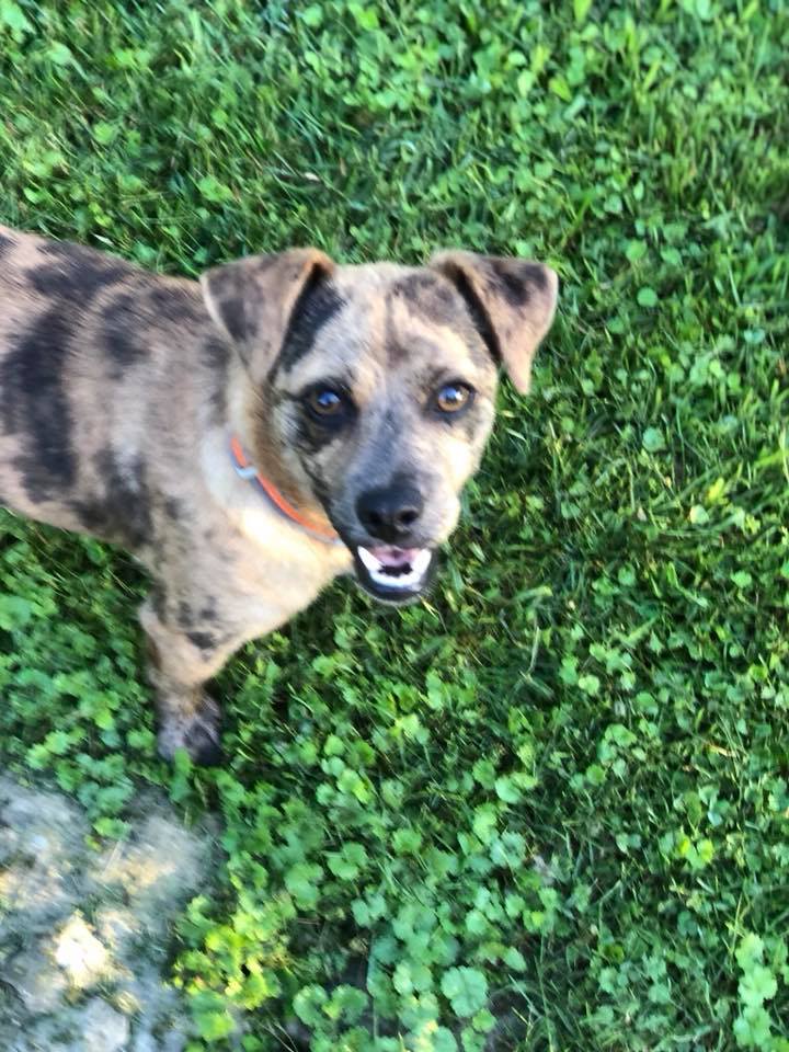 Kentucky Mutts Animal Rescue