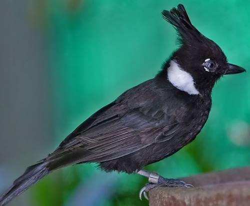 Daftar Harga Burung Cililin Agustus 2019 Update Burung Babe