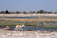 Namibie-springbok