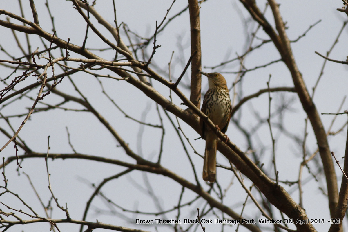 Nerdy for Birdy: Brown Thrasher, Bluebird and Pine Warbler at Black Oak