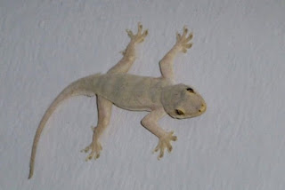 10+ Arti Mimpi Kejatuhan Cicak Di Pundak Kanan