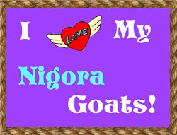 Nigora Goats Rock!