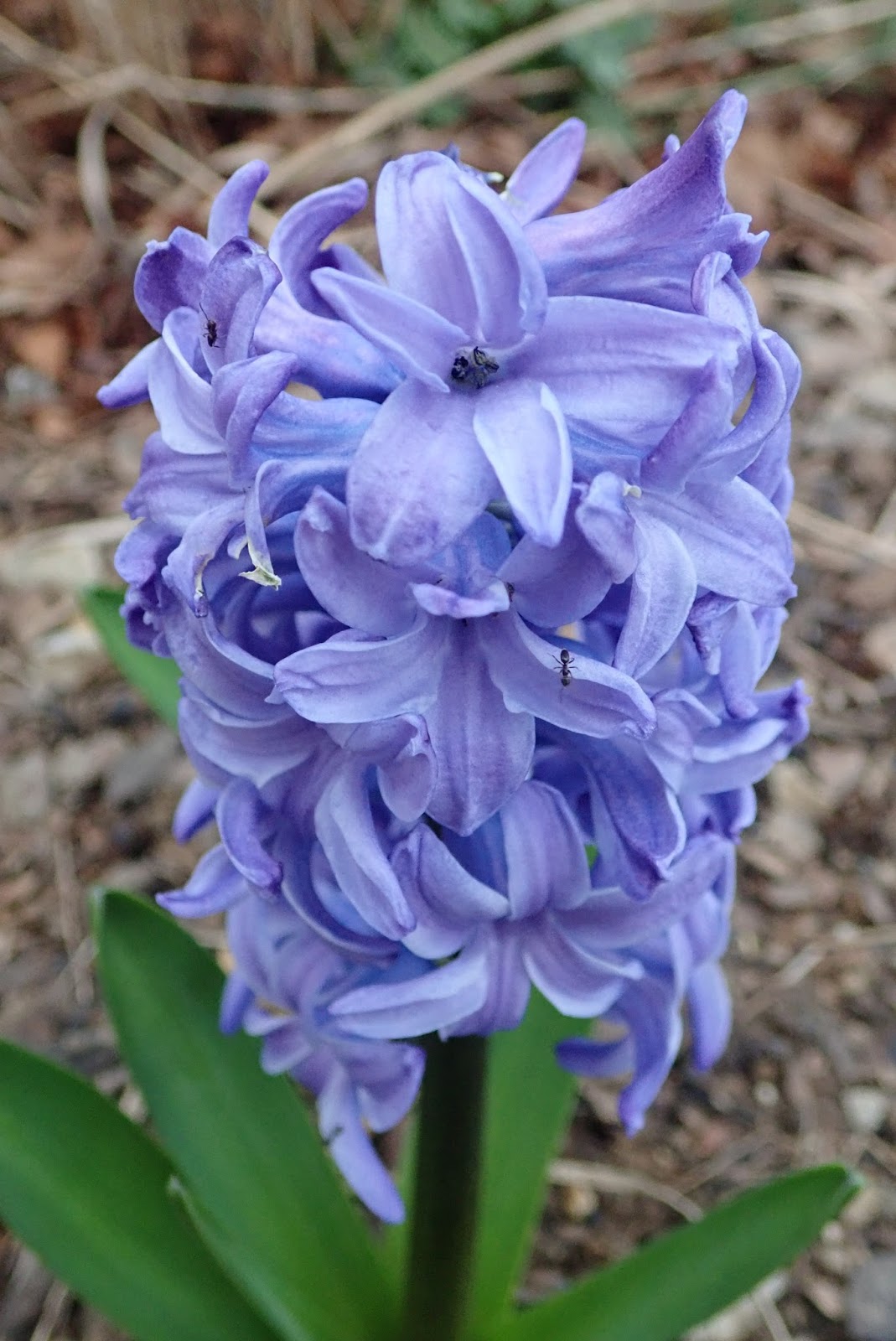 Garden of Aaron The Stages of a Blue Hyacinth