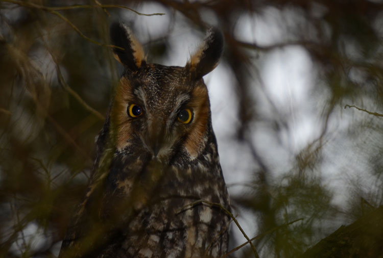 Red and the Peanut: A Long-eared Owl in his winter roost...