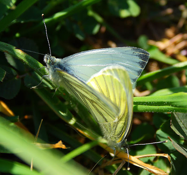 Green veined white butterfly (Pieris napi) on a grass leaf