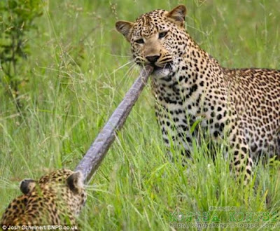 harimau bintang makan ular sawa