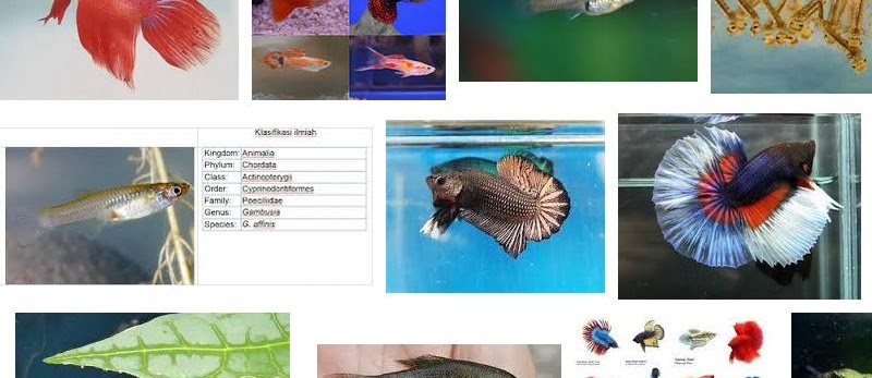 Ikan Pemakan Jentik Nyamuk di Sekitar Kita