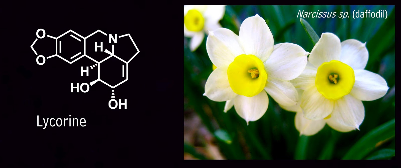 Plants Are Chemists March phytochemicals fenugreek and 'maple syrup