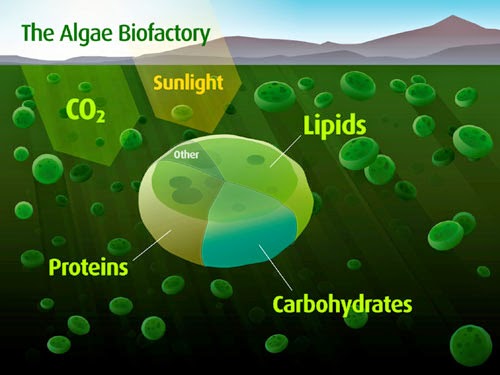 Приложна Алгология - въведение