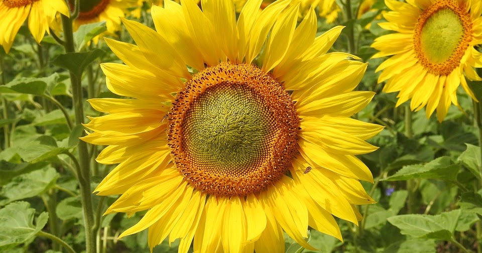 How to Start a Sunflower Oil Production Company Business ideas Wiki