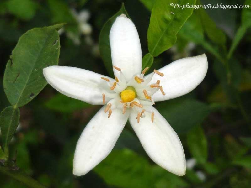 Orange Blossoms Nature, Cultural, and Travel Photography Blog