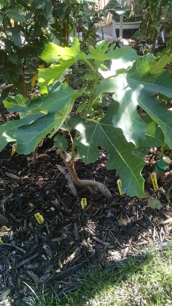 Desert Valley Orchard Aubique Petite Fig