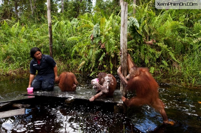 Sinh Ra Trong Hoang Dã, Born to Be Wild