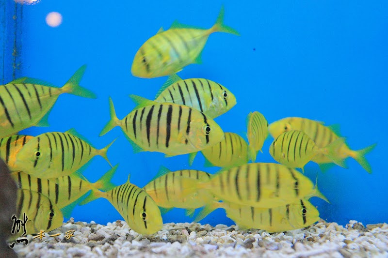 七星柴魚博物館|海洋資源區|趣味柴魚燒DIY|花蓮新城觀光工廠|余宗柏故事館七星柴魚博物館|黑潮本舖|紀念商品區|花蓮新城觀光工廠七星柴魚博物館|七星潭周邊景點|花蓮親子觀光工廠|七星潭社區|崇德隧道、崇德休憩區