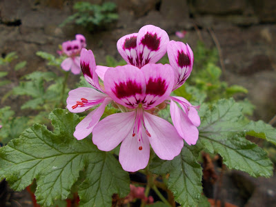 Pelargonium quercifolium Green Fingered Blog