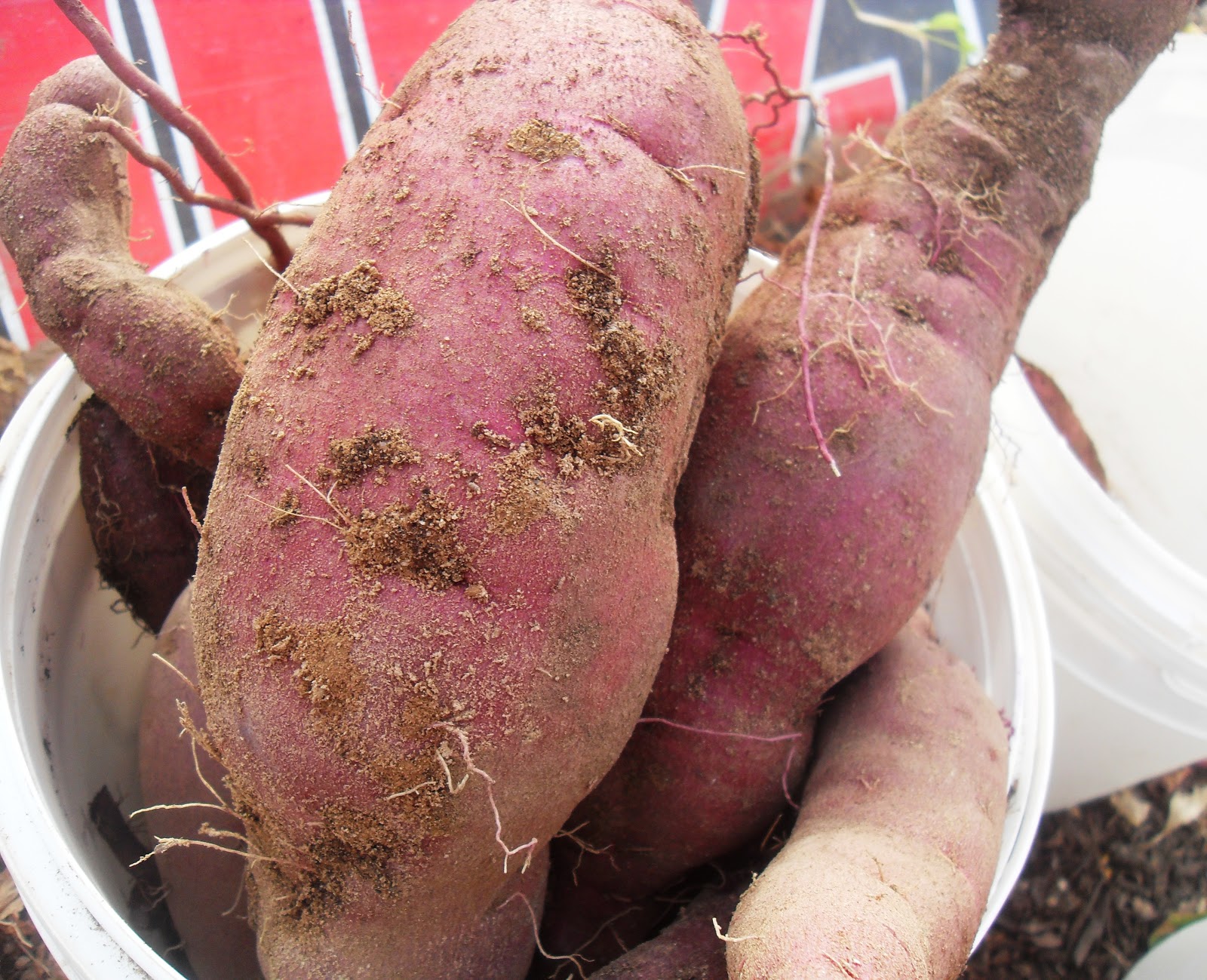 The Scientific Gardener All Purple Sweet Potato