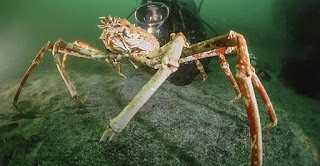 Macrocheira Kaempferi Macrocheira Kaempferi