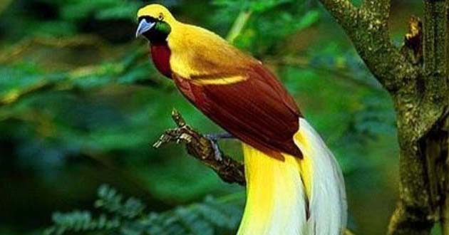 Fauna Papua Cendrawasih  Kuning Besar Si Burung Dari Surga