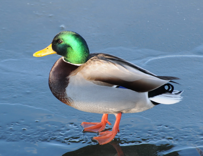 A Wandering Naturalist Ontario Ducks on Ice
