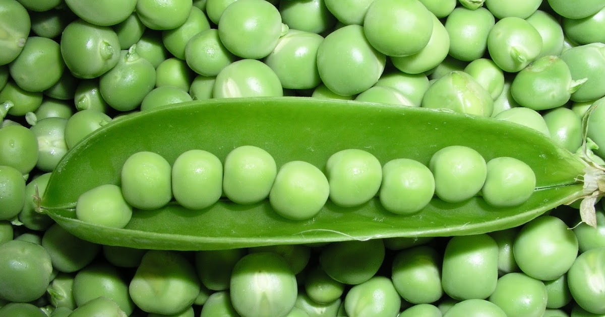 Reasons: Why Mendel Chose Pea Plant (Pisum Stavium) For His Breeding