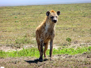 Why Hyenas Have Hind Legs Shorter Than Their Front African Folktale photo by danheap77