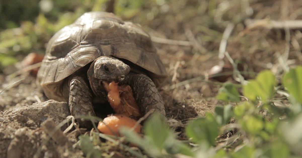 La alimentación de las tortugas La alimentación de las tortugas