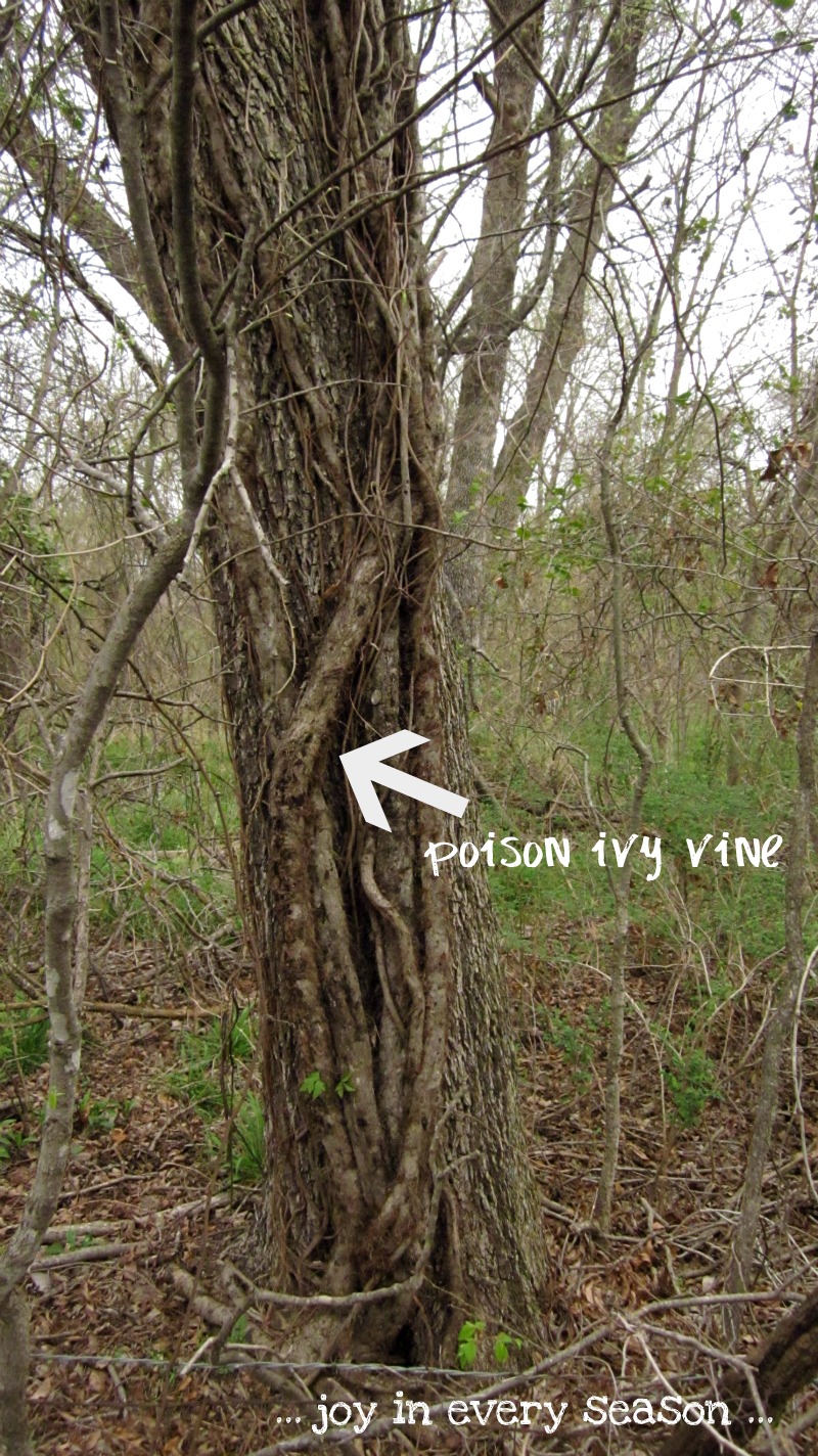 poison ivy oak sumac #11