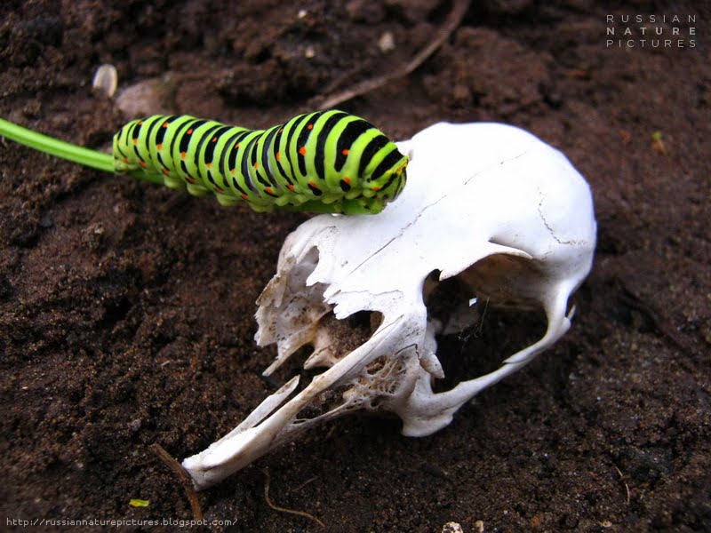 Fauna Caterpillar Russian Nature Pictures